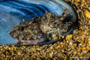 Baby Cuttlefish on a shell by Marco Gargiulo 